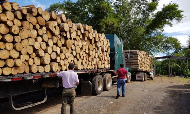 No toda la madera sale de los bosques