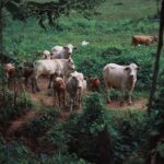 ¿Qué le impide a la ganadería de Nicaragua alcanzar todo su potencial?