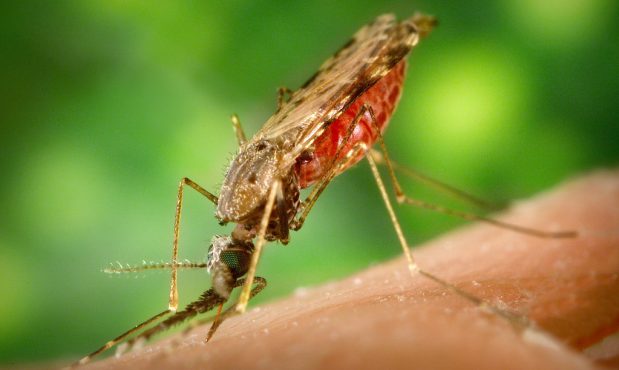 La malaria nos está ganando la batalla